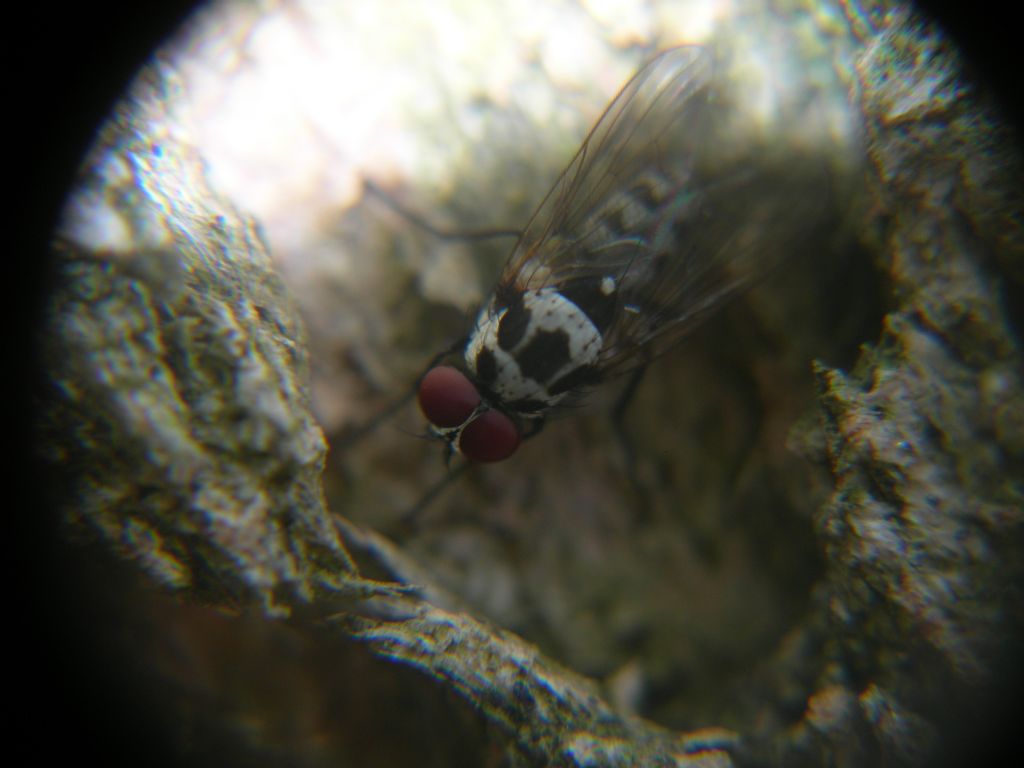 Anthomyiidae ?  S, Anthomyia sp. (gr. procellaris)